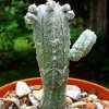 Astrophytum_ myriostigma _ 'columnare' cv.minima_ (Huboki)_ 01